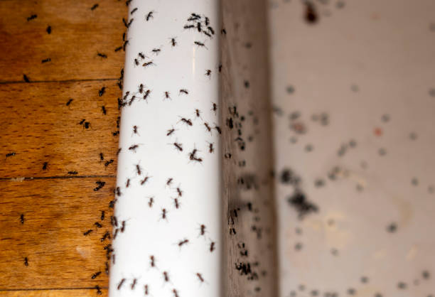 Best Pest Removal Services  in Eastlake, OH