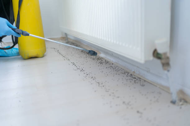 Best Flea Control Services  in Eastlake, OH